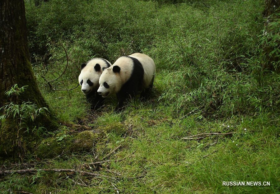 В Китае популяции исчезающих видов дикой природы стабильно увеличивались